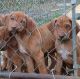 Rhodesian Ridgeback Puppies for sale in 2003 E Oleander Ave, Coolidge, GA 31738, USA. price: $800