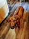 Rhodesian Ridgeback Puppies for sale in Thousand Oaks, CA 91362, USA. price: NA