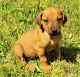 Rhodesian Ridgeback Puppies for sale in Palestine, TX, USA. price: $500,800