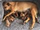 Rhodesian Ridgeback Puppies for sale in Keaau, HI 96749, USA. price: NA