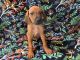 Rhodesian Ridgeback Puppies for sale in San Jose, CA, USA. price: NA