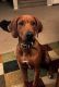 Rhodesian Ridgeback Puppies for sale in Kyle, TX, USA. price: NA