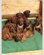 Rhodesian Ridgeback Puppies for sale in Kyle, TX, USA. price: NA
