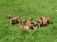 Rhodesian Ridgeback Puppies for sale in New York, NY, USA. price: NA