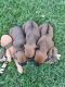 Rhodesian Ridgeback Puppies for sale in Oskaloosa, KS 66066, USA. price: $1,200