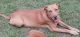 Rhodesian Ridgeback Puppies for sale in Doyline, LA 71023, USA. price: $10,000