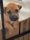 Rhodesian Ridgeback Puppies for sale in Fort Collins, CO 80525, USA. price: $1,000