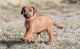 Rhodesian Ridgeback Puppies for sale in Como, CO 80432, USA. price: $1,500