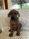 Rhodesian Ridgeback Puppies for sale in Whittier, CA, USA. price: $1,500