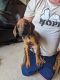 Rhodesian Ridgeback Puppies for sale in Howlong, New South Wales. price: $1,800