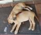 Rhodesian Ridgeback Puppies for sale in Ballajura, Western Australia. price: $650