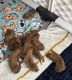 Rhodesian Ridgeback Puppies for sale in New Braunfels, TX, USA. price: NA