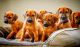 Rhodesian Ridgeback Puppies for sale in Parker, Colorado. price: NA