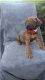 Rhodesian Ridgeback Puppies for sale in San Jose, CA, USA. price: $1,500