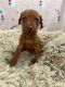 Rhodesian Ridgeback Puppies for sale in Center Point, Texas. price: $1,200