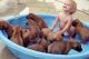 Rhodesian Ridgeback Puppies for sale in Temecula, CA, USA. price: NA