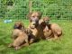 Rhodesian Ridgeback Puppies for sale in Los Angeles, CA, USA. price: NA