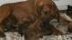 Rhodesian Ridgeback Puppies for sale in Tampa, FL, USA. price: NA