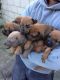 Rhodesian Ridgeback Puppies for sale in Round Rock, TX, USA. price: NA