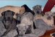 Rhodesian Ridgeback Puppies for sale in Carlsbad, CA, USA. price: NA