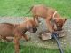 Rhodesian Ridgeback Puppies for sale in Jersey City, NJ, USA. price: NA
