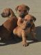 Rhodesian Ridgeback Puppies for sale in Waco, TX, USA. price: NA
