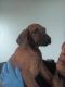Rhodesian Ridgeback Puppies for sale in Phoenix St, Hempstead, NY 11550, USA. price: NA