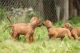 Rhodesian Ridgeback Puppies for sale in 58503 Rd 225, North Fork, CA 93643, USA. price: NA