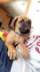 Rhodesian Ridgeback Puppies for sale in OR-99W, McMinnville, OR 97128, USA. price: NA