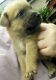 Rhodesian Ridgeback Puppies for sale in Seattle, WA, USA. price: NA