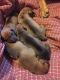 Rhodesian Ridgeback Puppies for sale in Charlottesville, VA, USA. price: NA