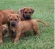 Rhodesian Ridgeback Puppies for sale in Michigan Ave, Inkster, MI 48141, USA. price: $600