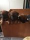 Rhodesian Ridgeback Puppies for sale in Bloomfield Ave, Bloomfield, CT 06002, USA. price: NA