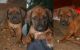 Rhodesian Ridgeback Puppies for sale in New York, NY, USA. price: NA