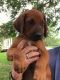 Rhodesian Ridgeback Puppies for sale in Baton Rouge, LA, USA. price: NA