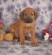 Rhodesian Ridgeback Puppies for sale in Texas Ave, Houston, TX, USA. price: NA