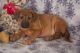 Rhodesian Ridgeback Puppies for sale in Nevada St, Newark, NJ 07102, USA. price: NA