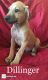 Rhodesian Ridgeback Puppies for sale in Booneville, AR 72927, USA. price: $650