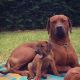 Rhodesian Ridgeback Puppies for sale in Portland, OR, USA. price: NA