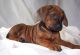 Rhodesian Ridgeback Puppies for sale in Laredo, TX, USA. price: NA
