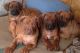 Rhodesian Ridgeback Puppies for sale in Lansing, MI, USA. price: NA