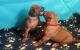 Rhodesian Ridgeback Puppies for sale in Austin, TX, USA. price: NA