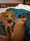 Rhodesian Ridgeback Puppies for sale in Royal Oak, MI, USA. price: $1,000