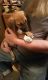 Rhodesian Ridgeback Puppies for sale in Titusville, PA 16354, USA. price: NA