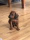 Rhodesian Ridgeback Puppies for sale in Los Angeles, CA 90023, USA. price: $500