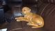 Rhodesian Ridgeback Puppies for sale in Walhonding, OH 43843, USA. price: NA