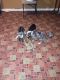 Rhodesian Ridgeback Puppies for sale in Waldorf, MD, USA. price: NA