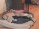 Rhodesian Ridgeback Puppies for sale in Tucson, AZ, USA. price: NA