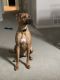 Rhodesian Ridgeback Puppies for sale in Crestwood, KY 40014, USA. price: NA