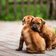Rhodesian Ridgeback Puppies for sale in Atlanta, GA, USA. price: $1,600